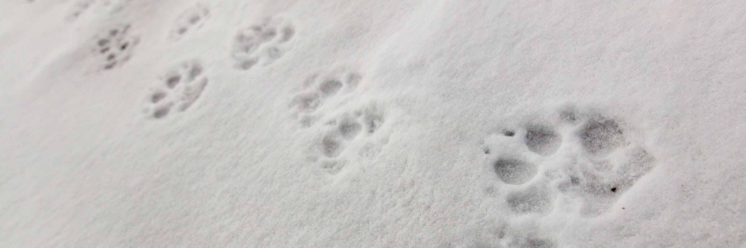 wolf prints in the snow