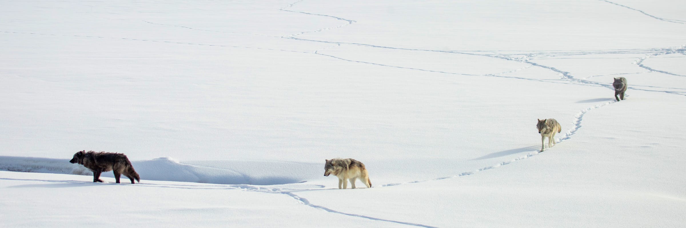wolves walking through the snow