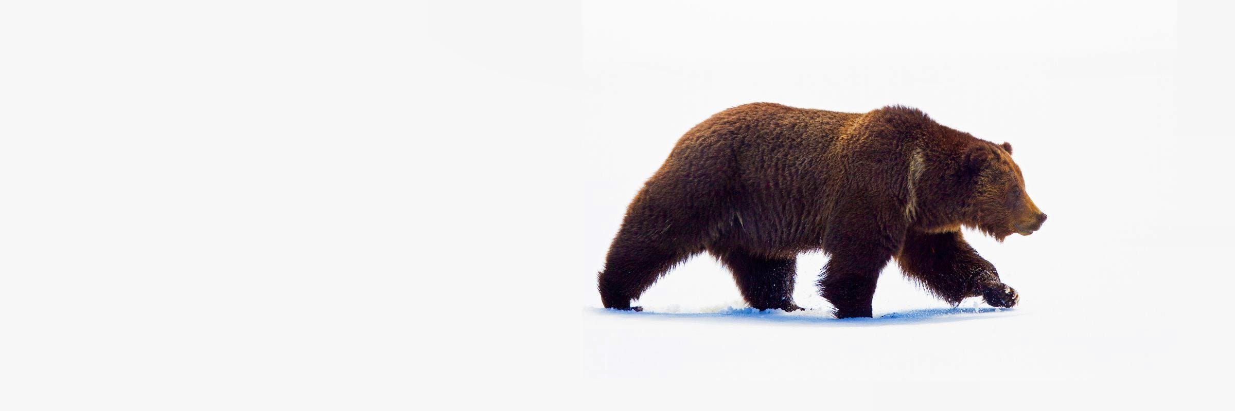 grizzly bear walking through snow