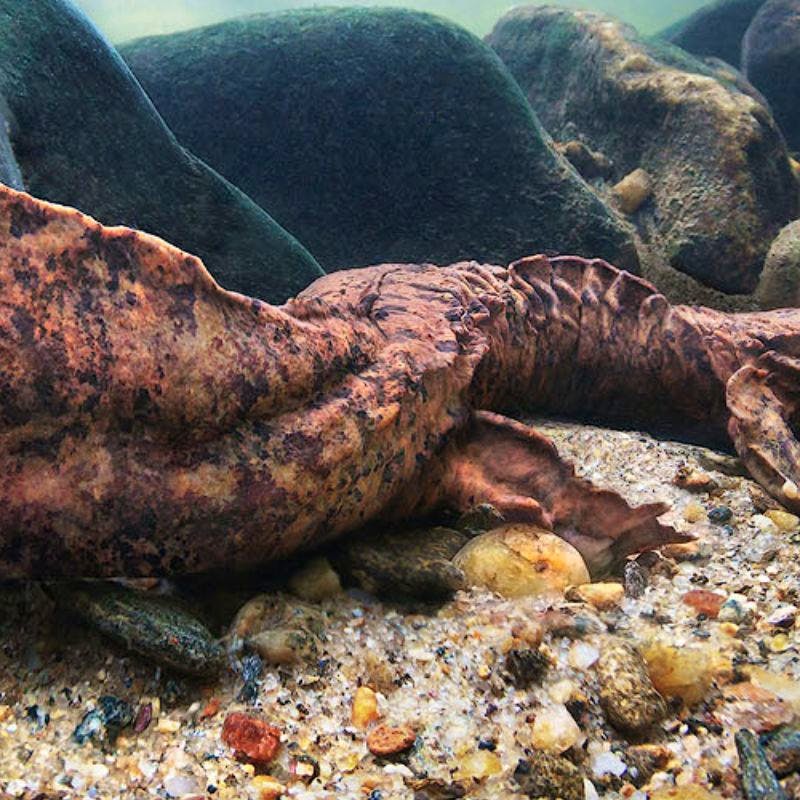 Hellbender
