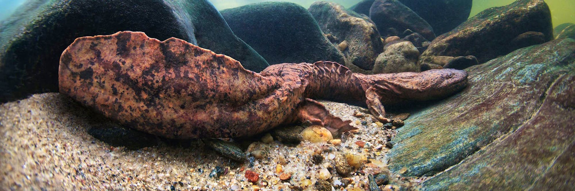 Hellbender