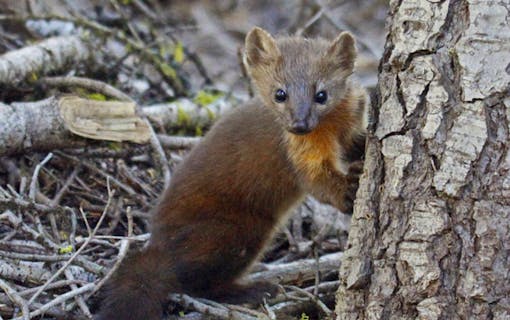 Costal Marten