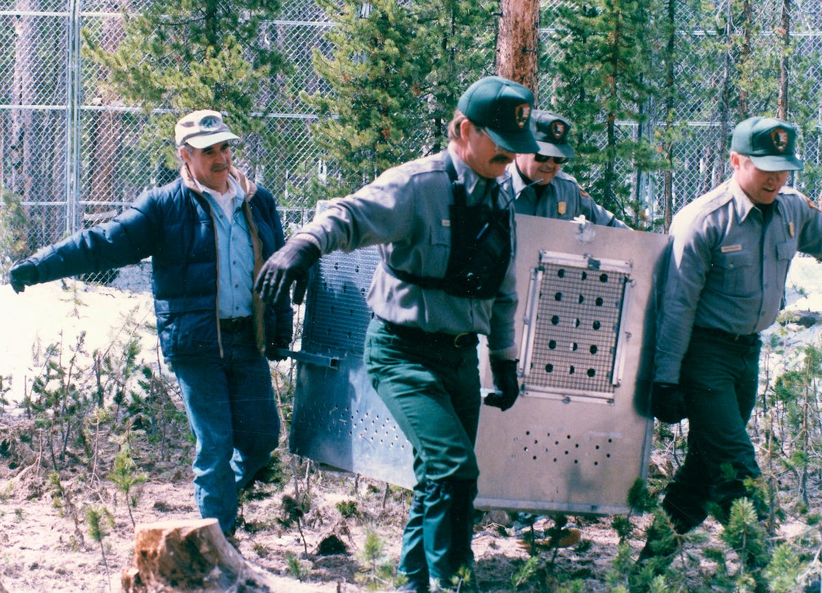 1995 Yellowstone Wolf Release