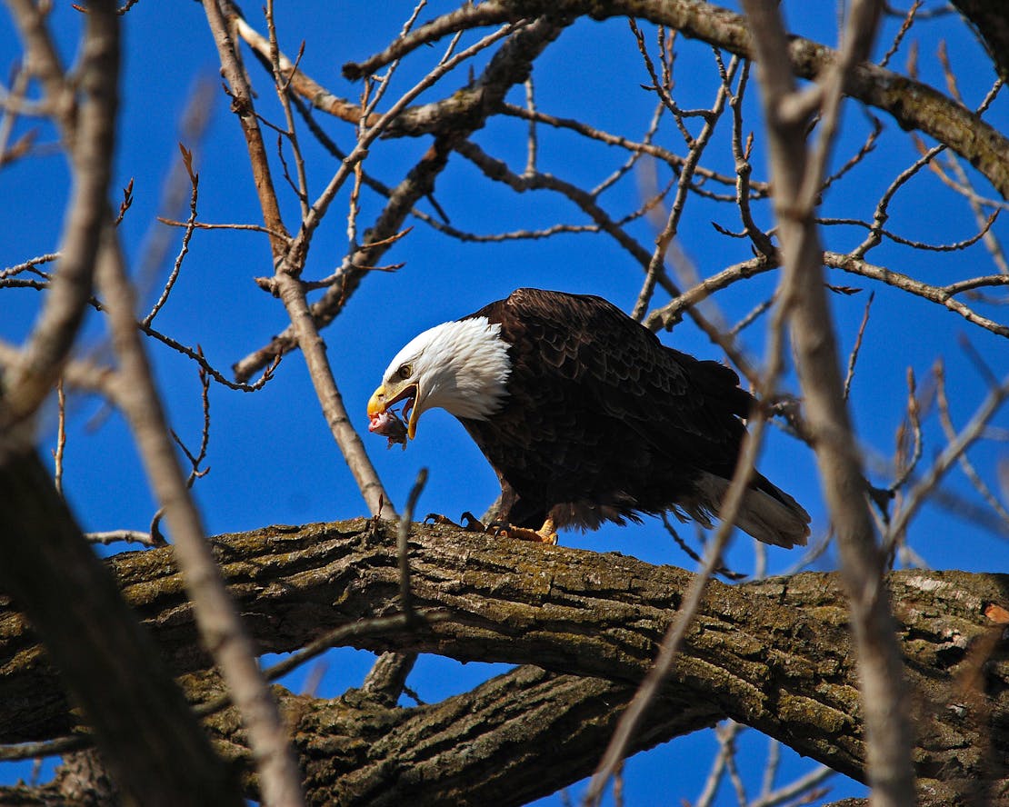 bald eagle feeding