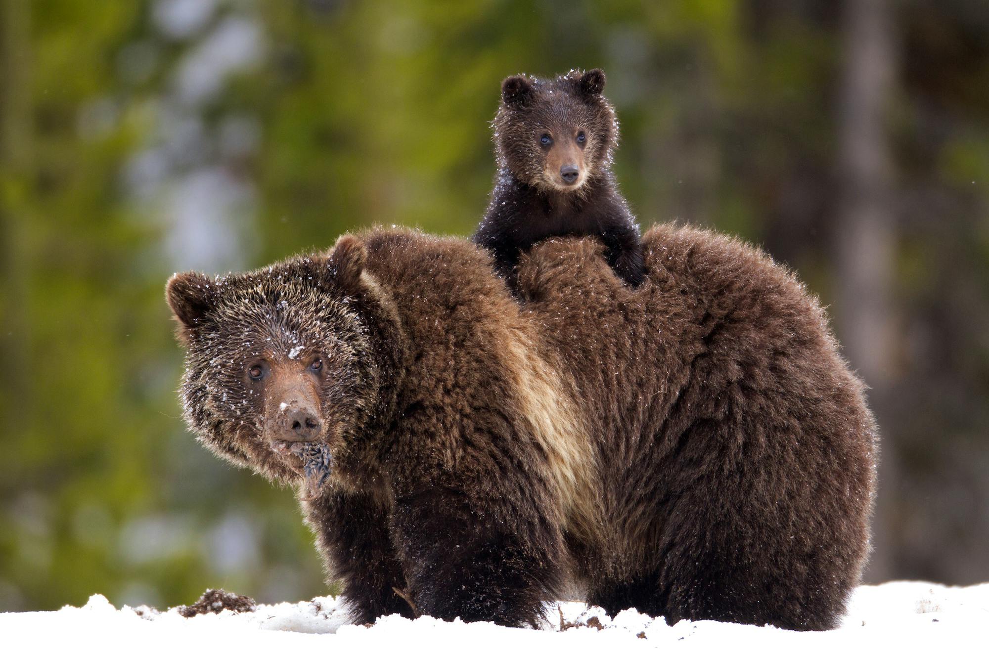 Bear cub on back of mother in snow 