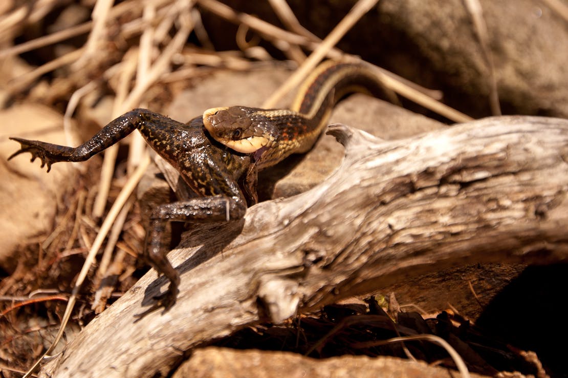 snake eating