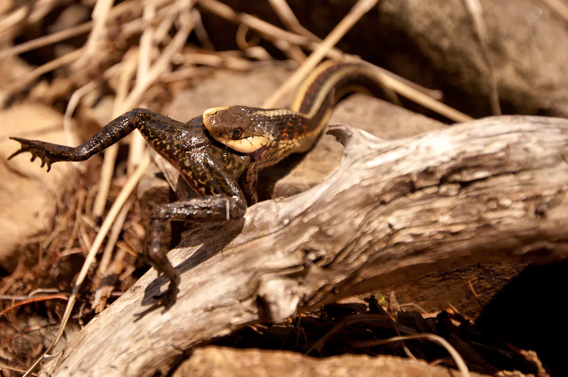 Seven Slithering Facts About Snakes | Defenders of Wildlife