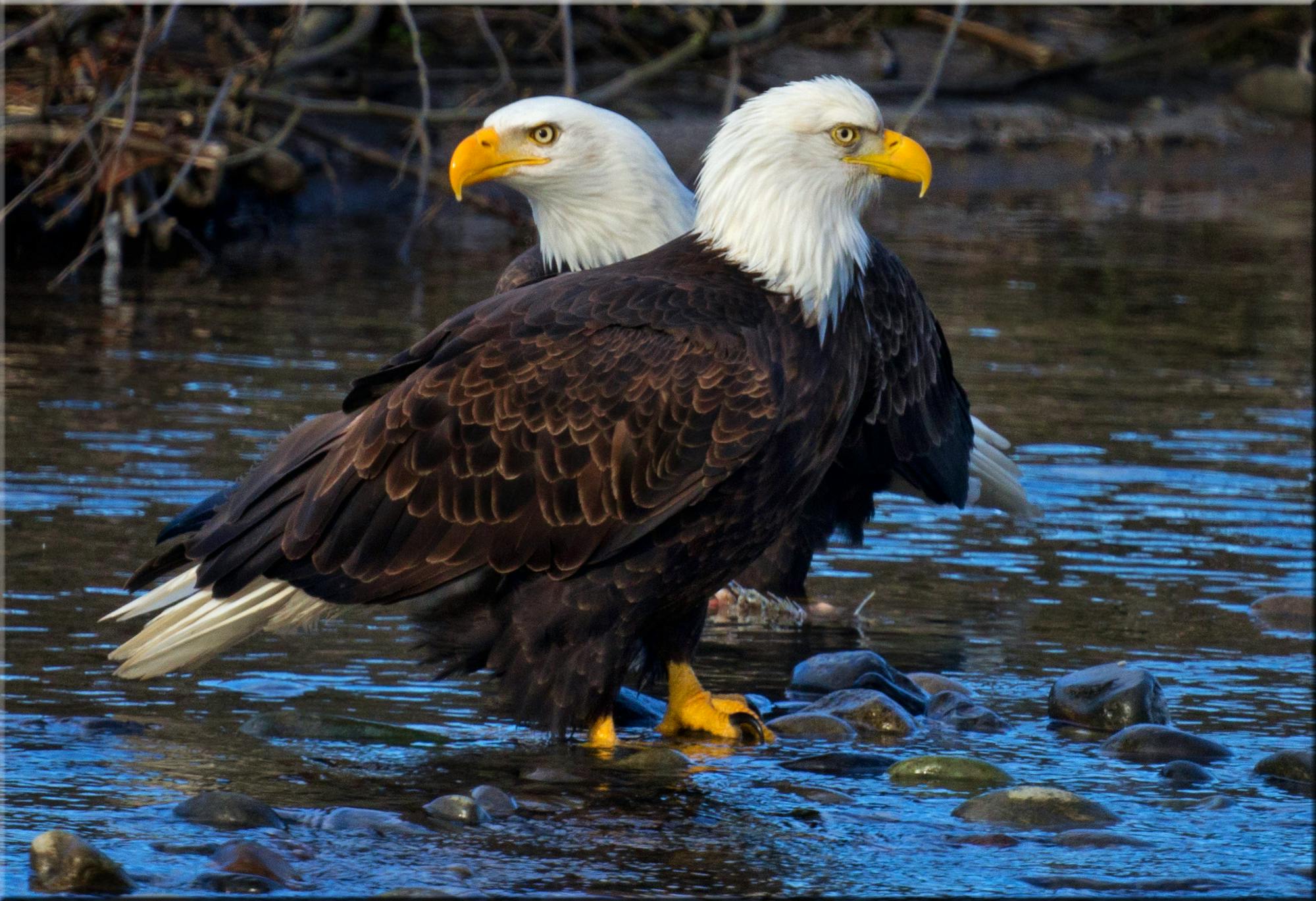 Trump’s Plan to Gut the Endangered Species Act Sparks 400K-Comment Firestorm: Is Profit Now More Important Than Survival?