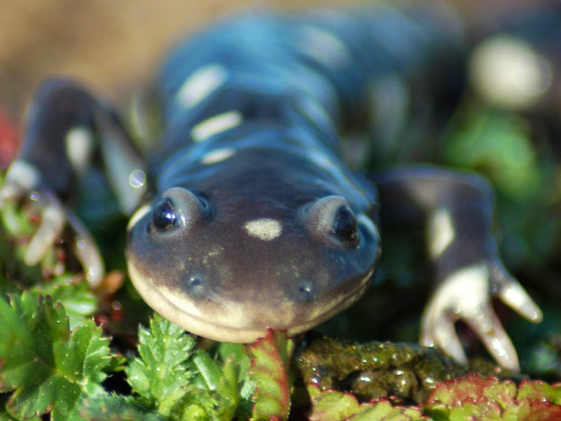 California Tiger Salamander sitting on greenery