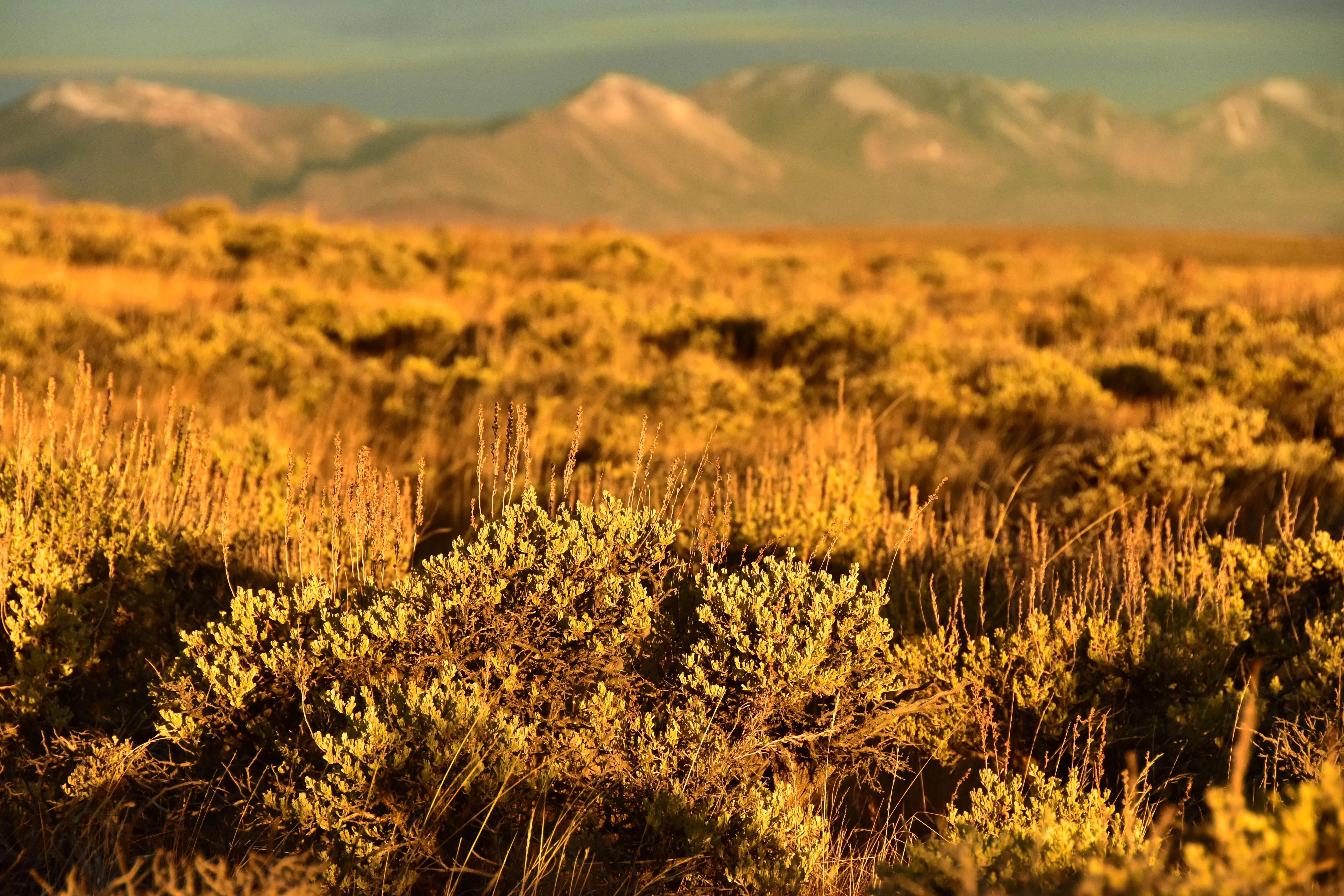 2016.10.14 - Mountain Big Sagebrush - Arapaho National Wildlife Refuge - Colorado - Tom Koerner - USFWS.jpg