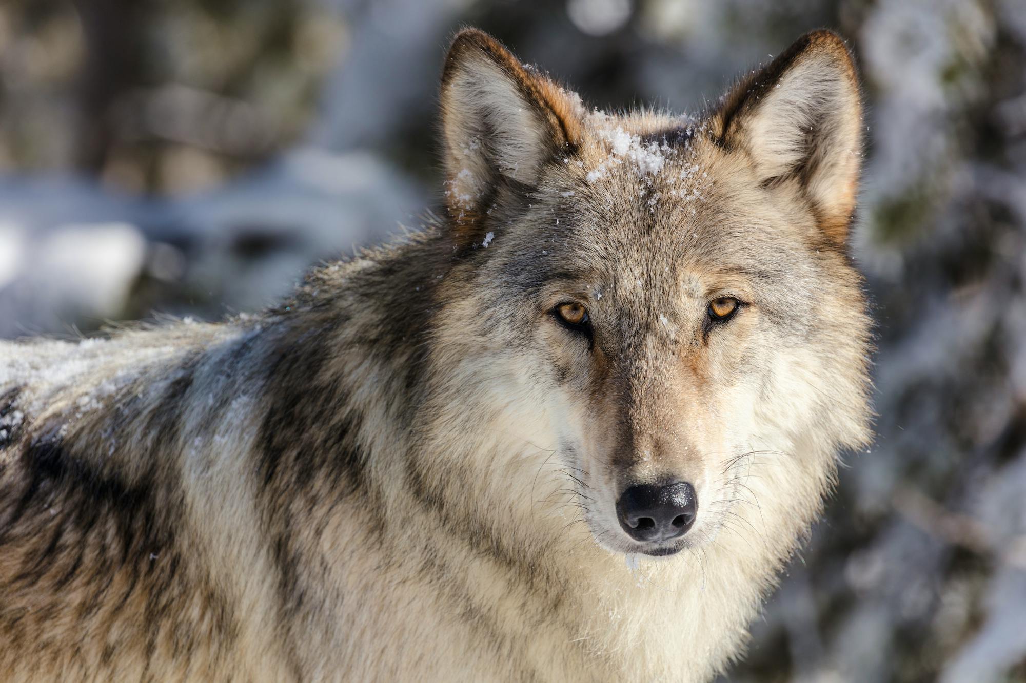 Gray wolf staring into camera in snow at Yellowstone National Park