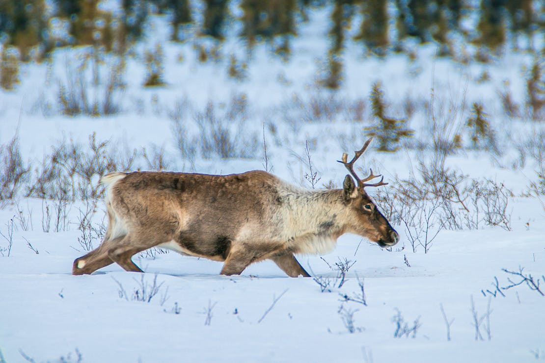 caribou arctic