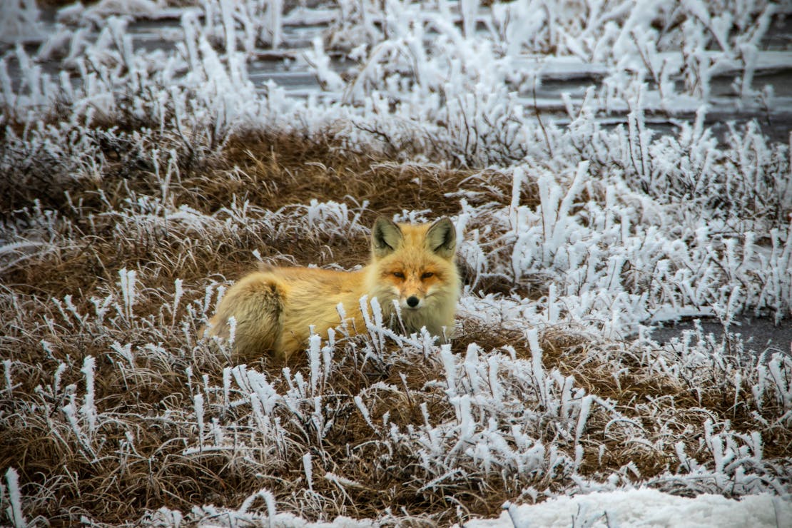 red fox on ANRF