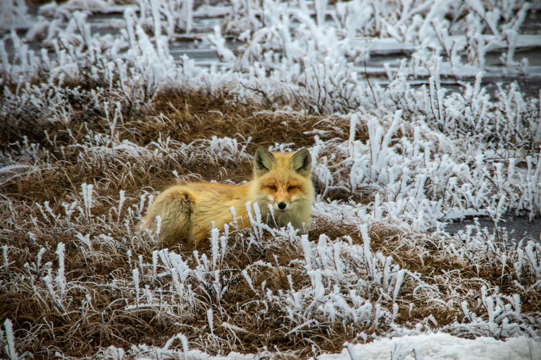 red fox on ANRF