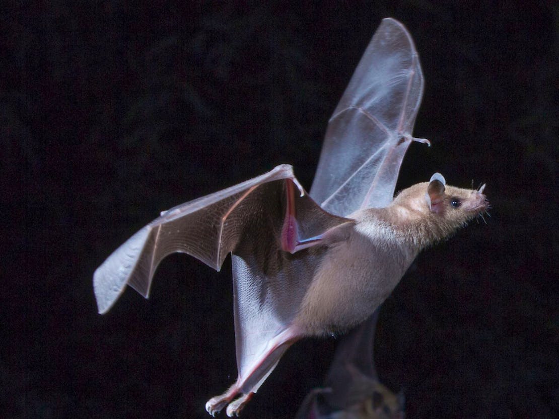 Lesser long nosed bats flying in the dark 