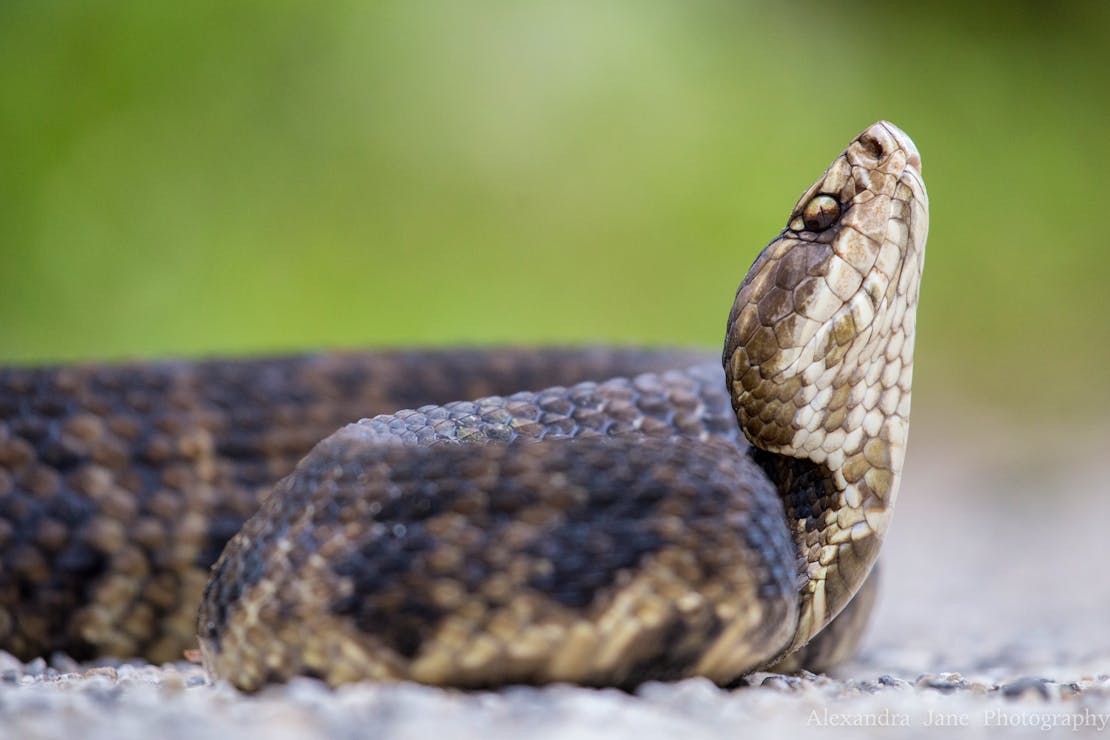 Eastern Cottonmouth in Profile