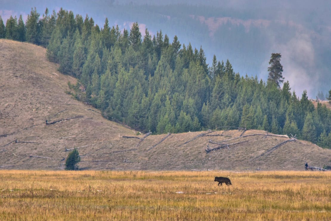 yellowstone