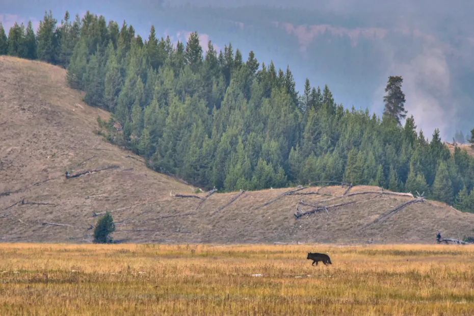 Recognizing the 30th Anniversary of Wolves Return to Yellowstone ...