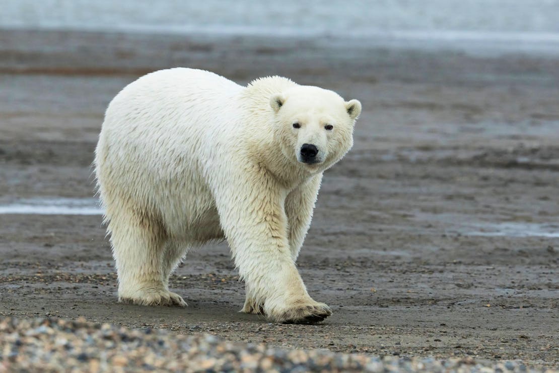 polar bear