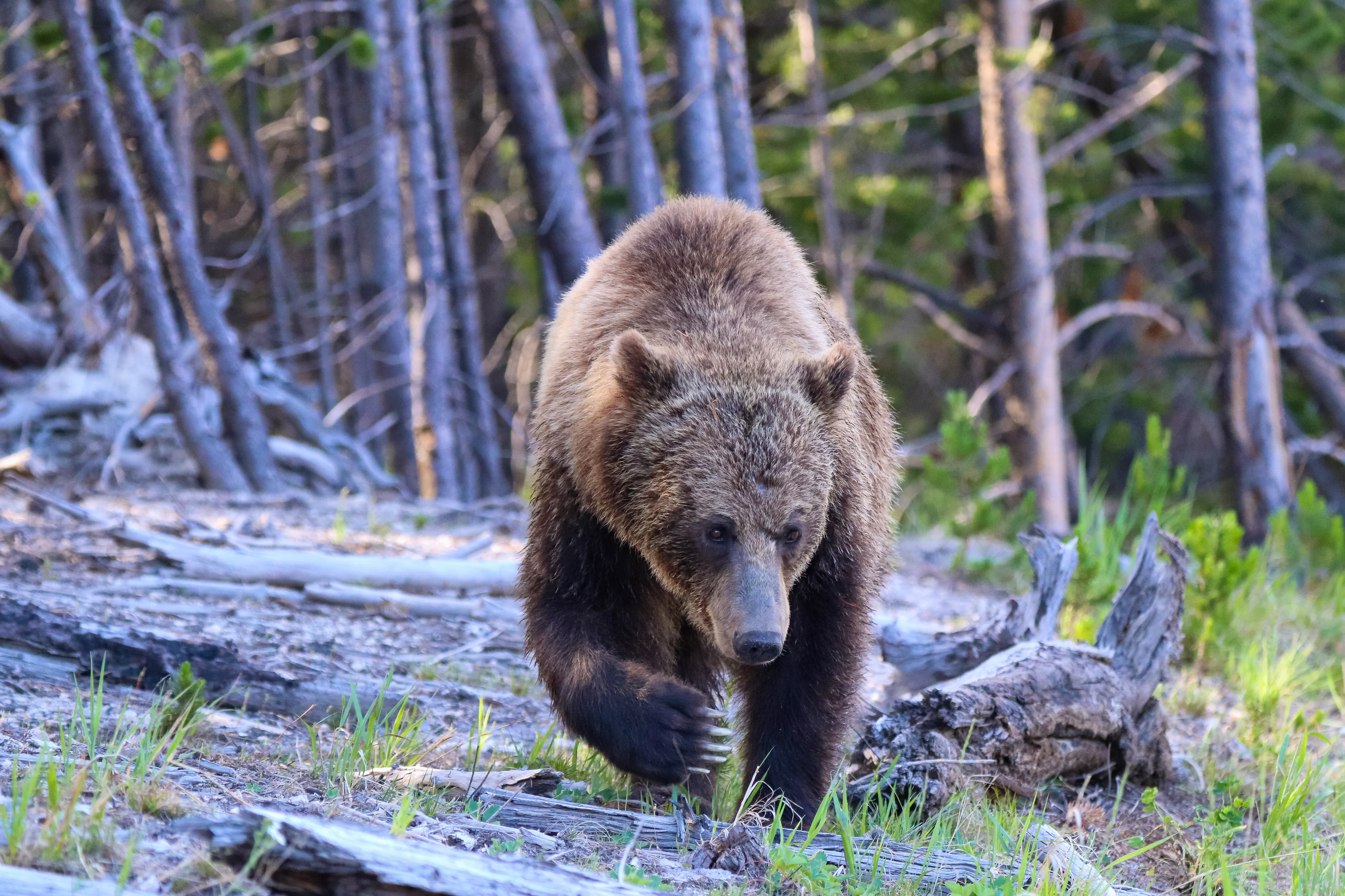 A lone grizzly bear stalks the ground as his left paw lifts off the ground