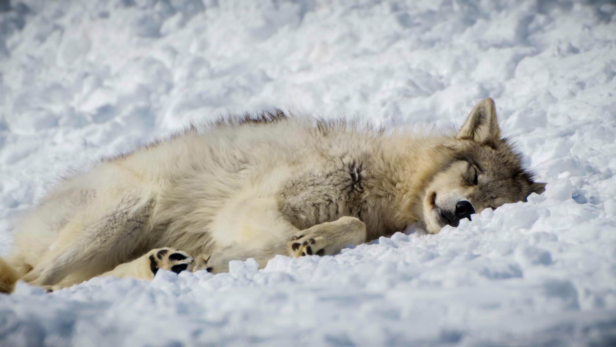 Gray wolf napping in snow 