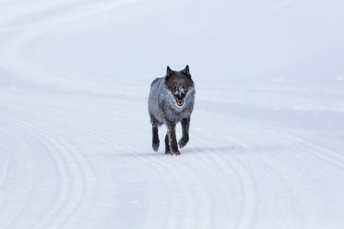 Female wolf yellowstone