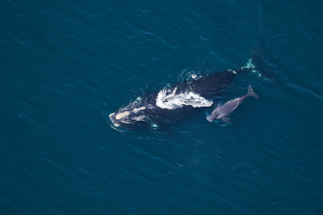 right whale