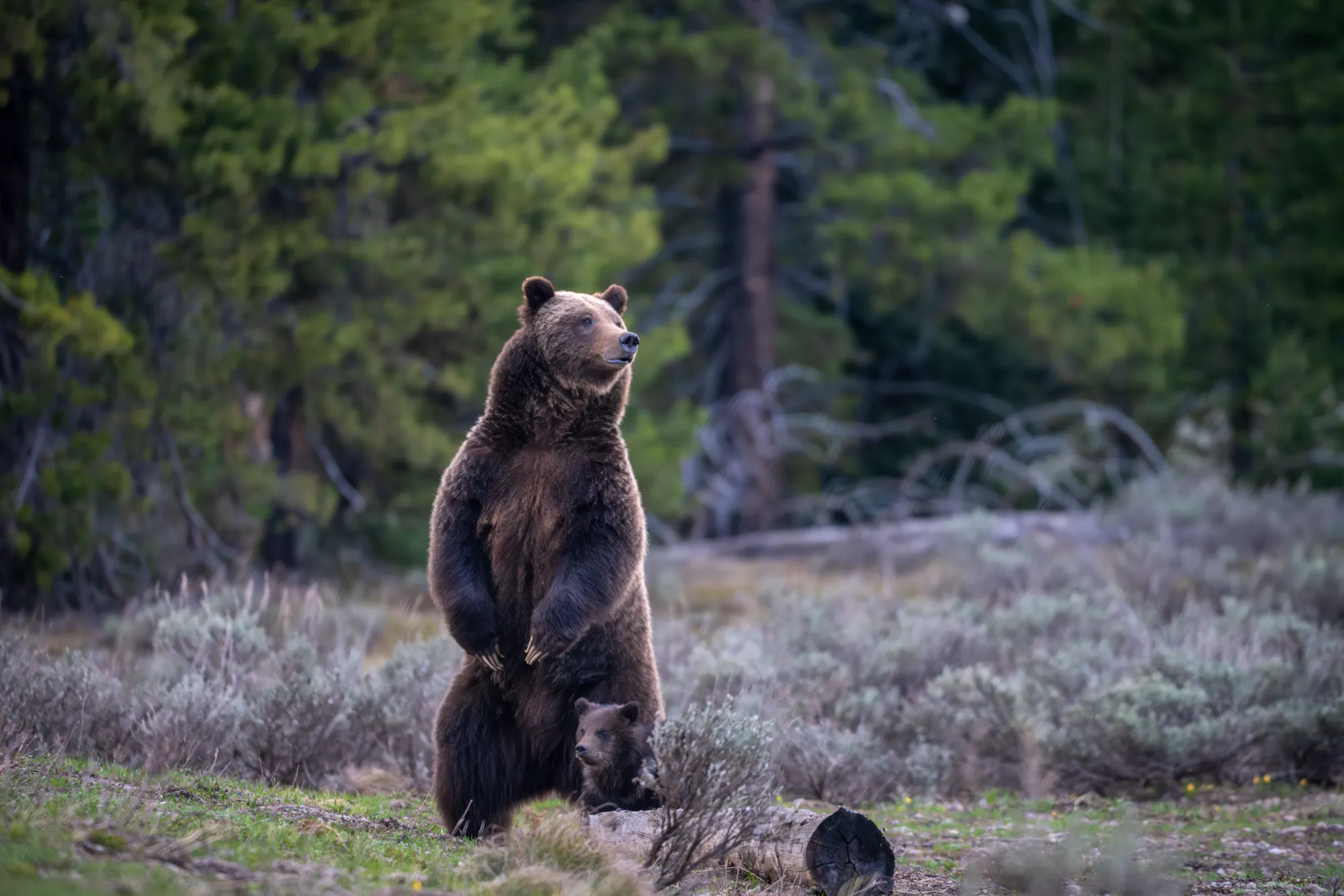 Grizzly bear standing on hind legs with cub sitting beside it on the ground