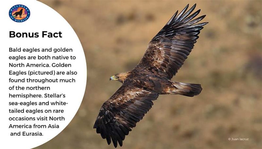 bonus fact golden eagle