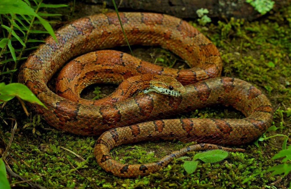 cornsnake