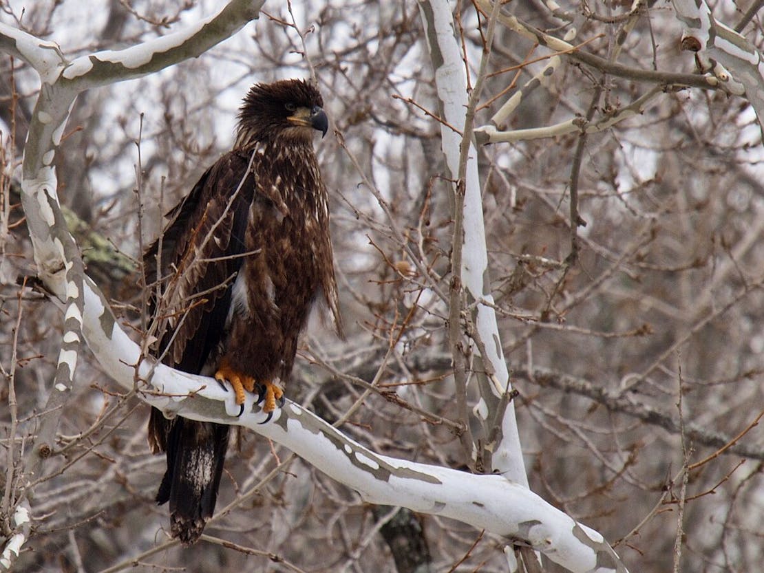 juvenile eagle