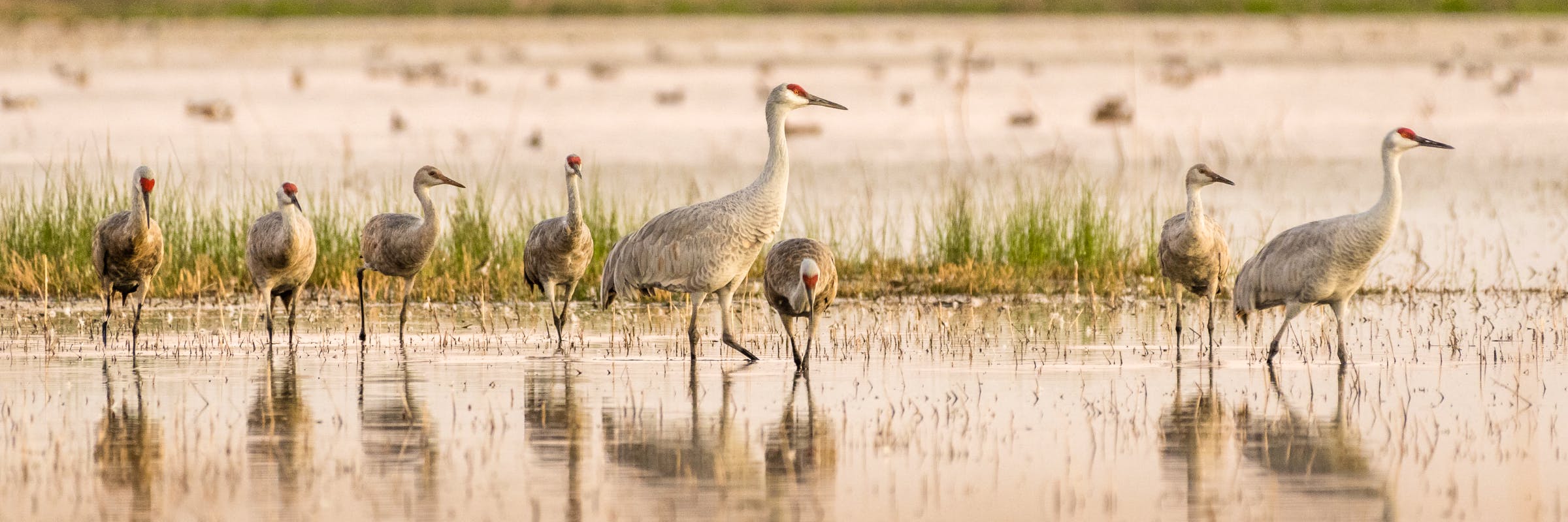 Lesser and Greater Sandhill Cranes mingling at Woodbridge Ecological Reserve, Lodi, California.
