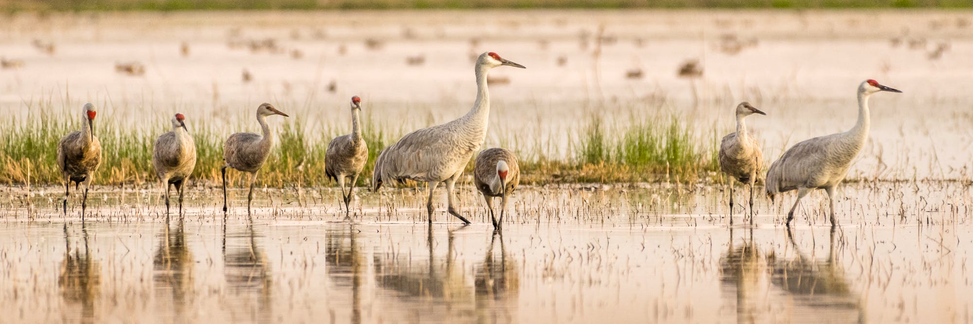 cranes