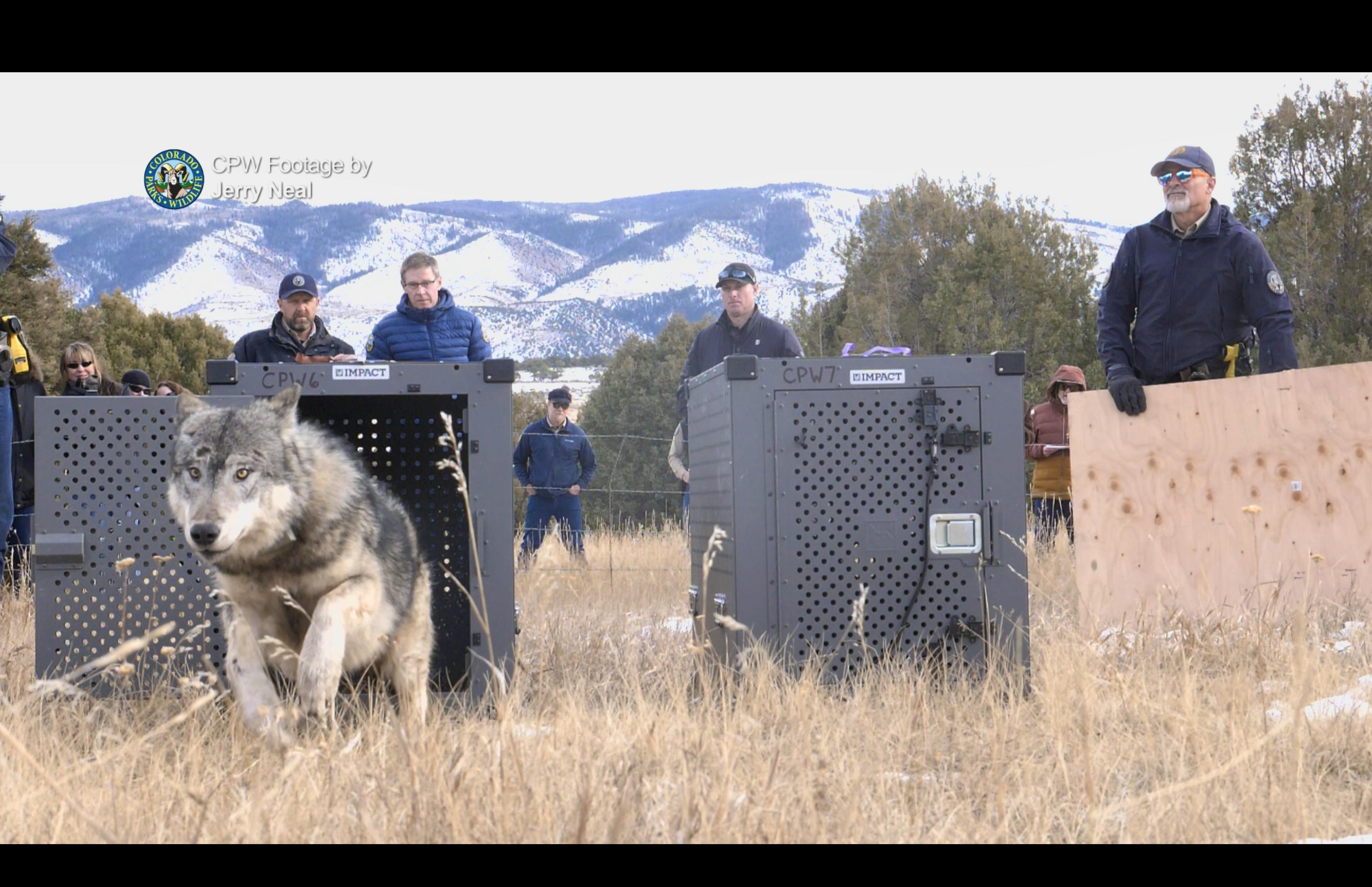 Gray wolf being released in Colorado 