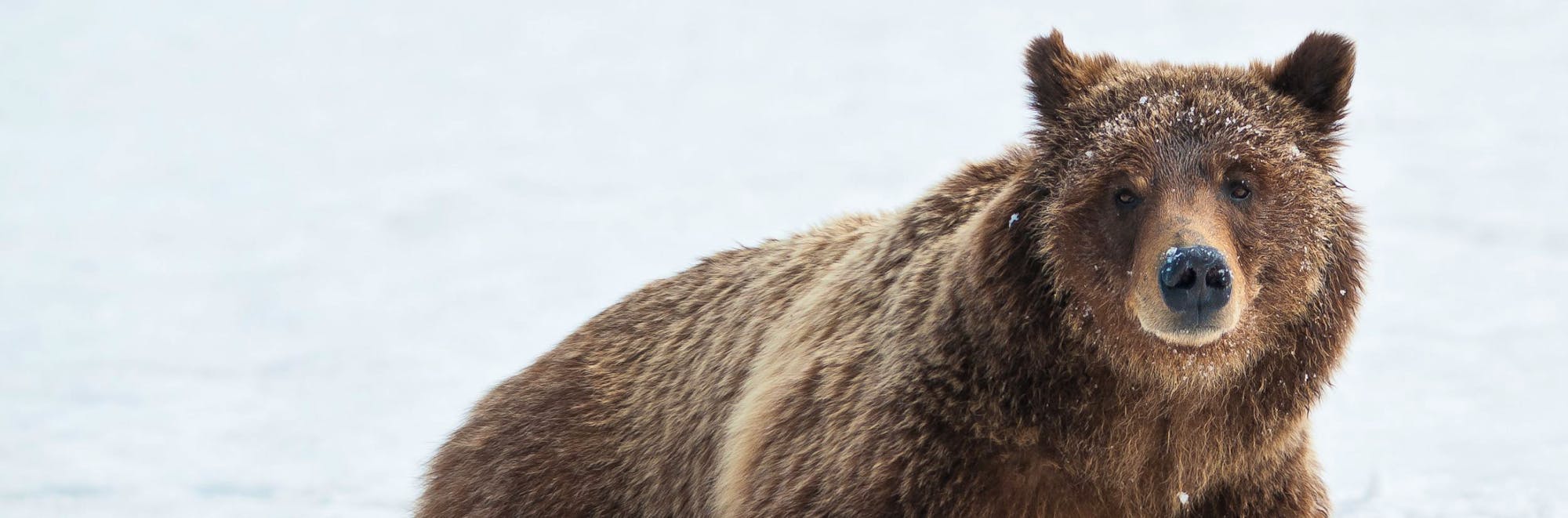 Female grizzly bear makes her way through a snow drift in Grand Teton 