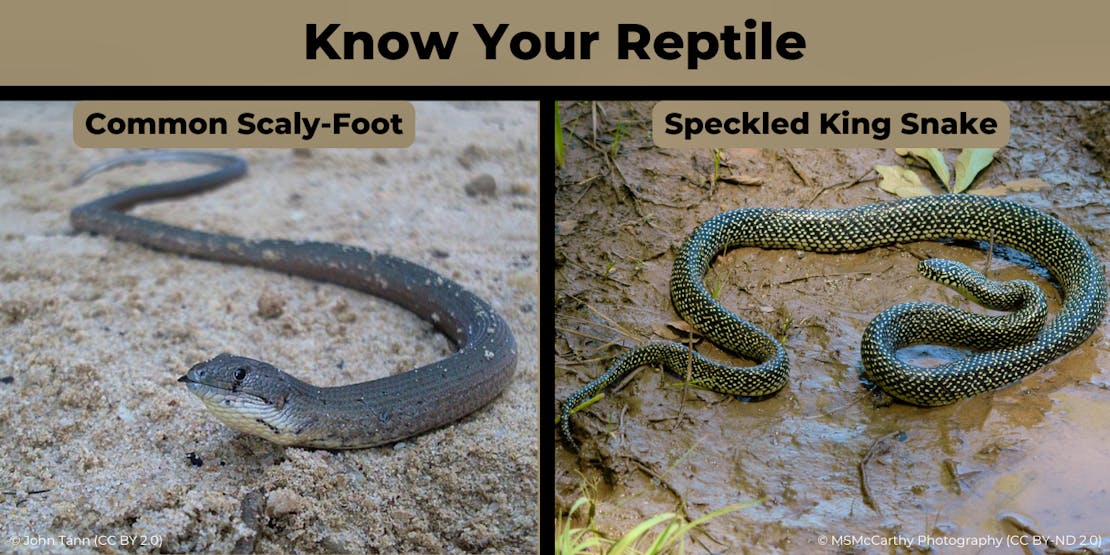 know your reptile