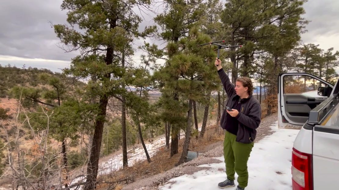 Field Technicians looking for Mexican gray wolves in Cibola National Forest using radio telemetry