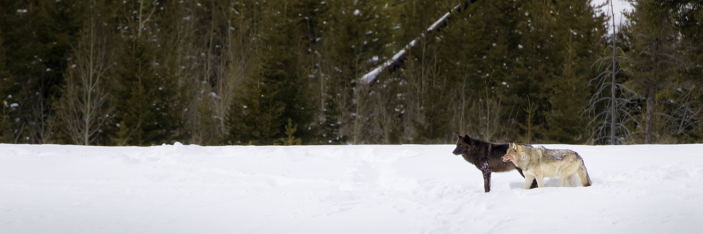 two wolves standing in snow