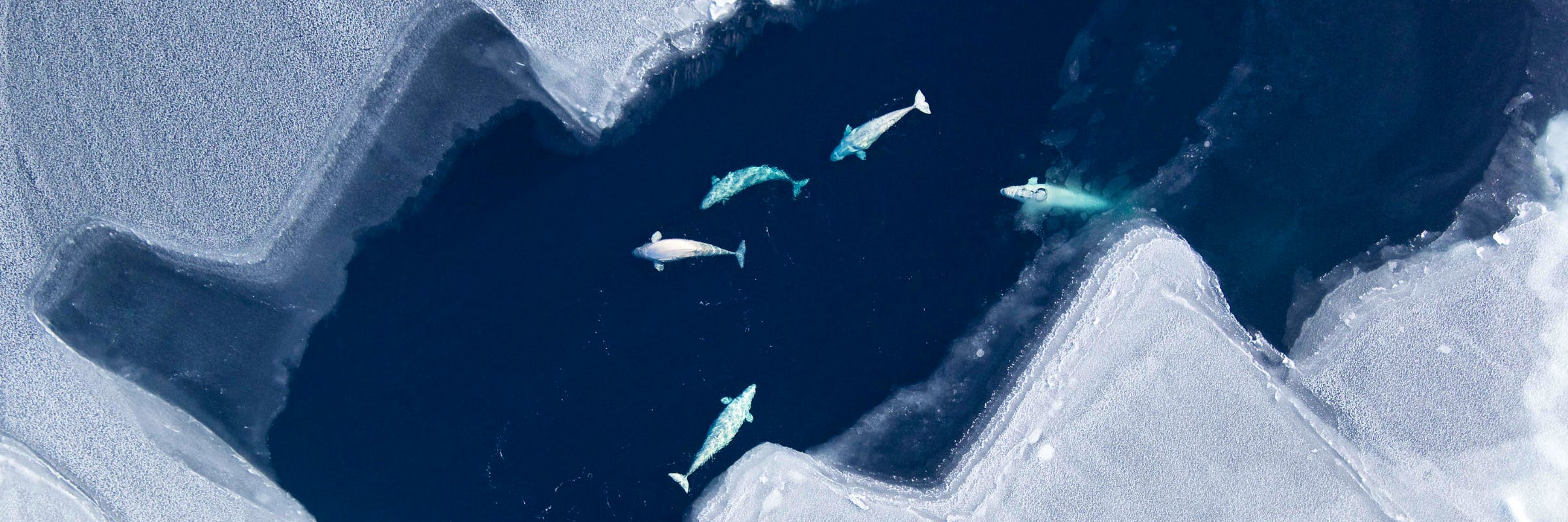 Aerial view of Beluga Whale pod swimming through ice