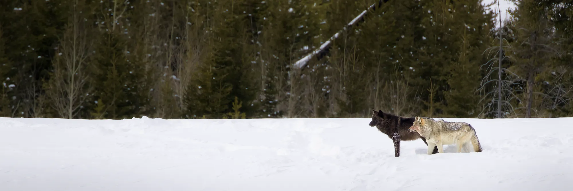 Recognizing the 30th Anniversary of Wolves Return to Yellowstone ...