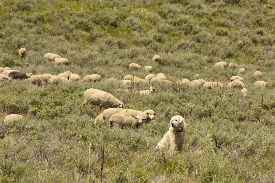 livestock dog