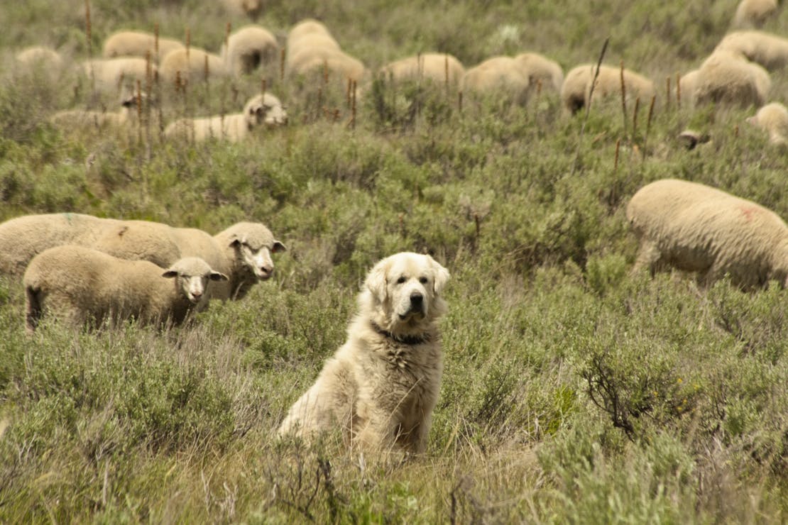 guardian dog