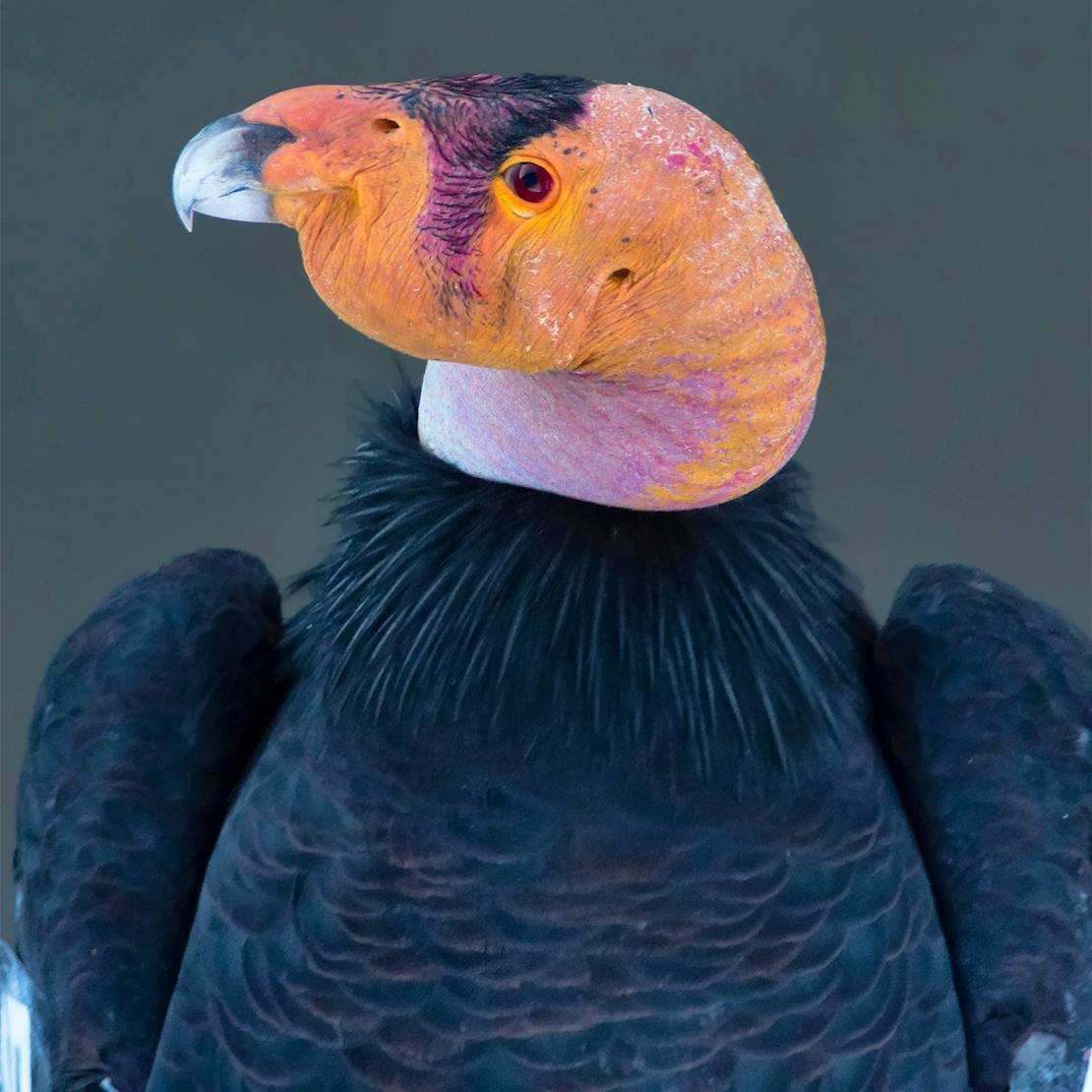 California Condor Headshot