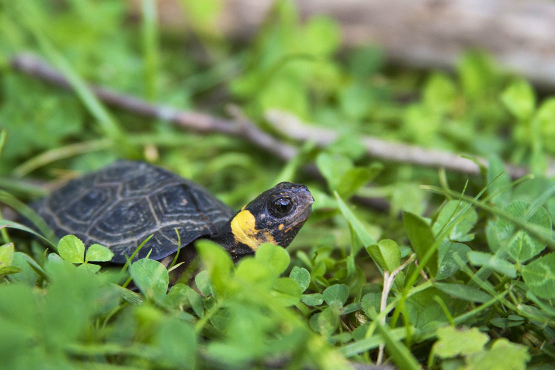 bog turtle in grass and clovers