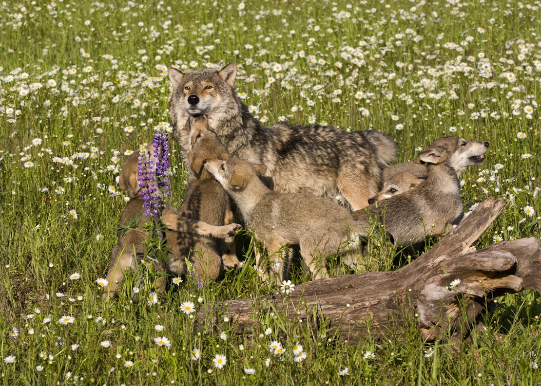 gray wolf pups