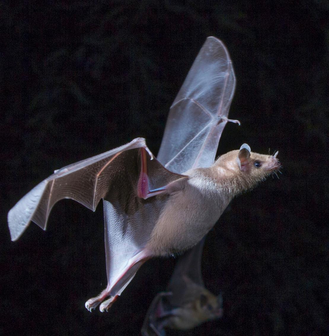 Lesser long nosed bats flying in the dark 