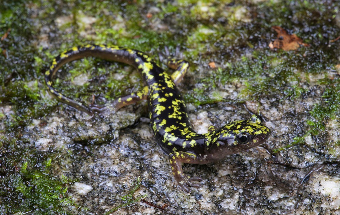 green salamander