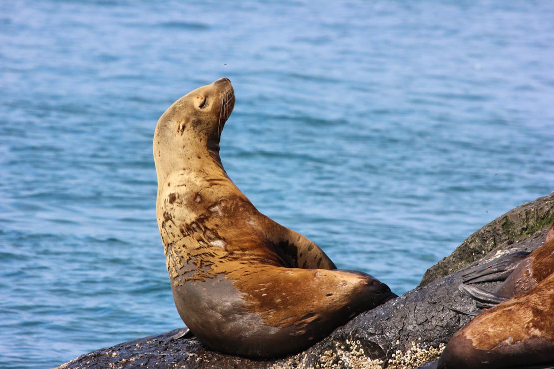 sea lion, alaska