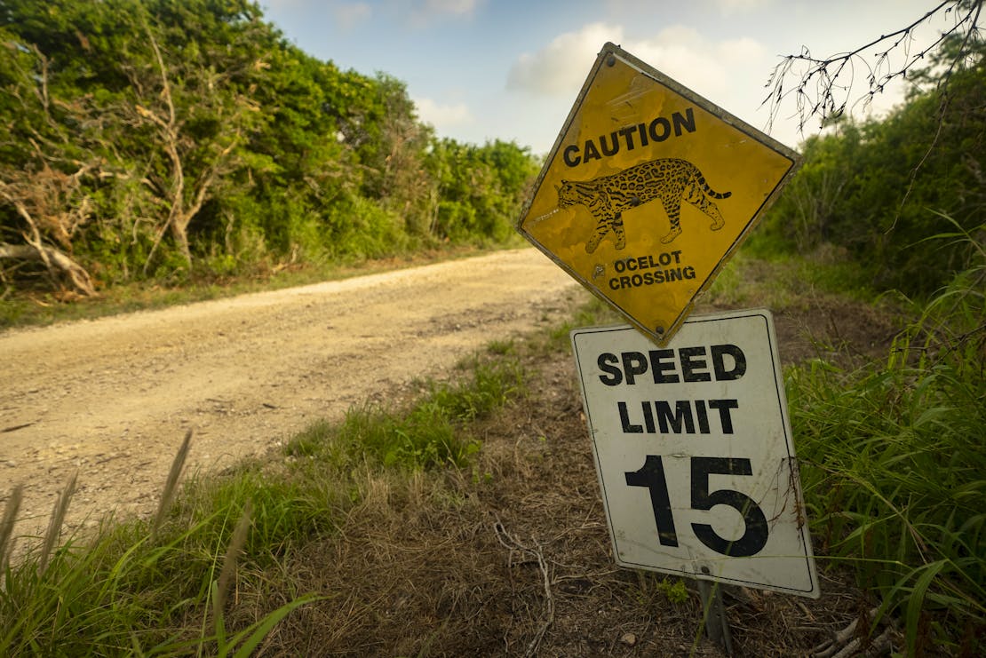 ocelot crossing