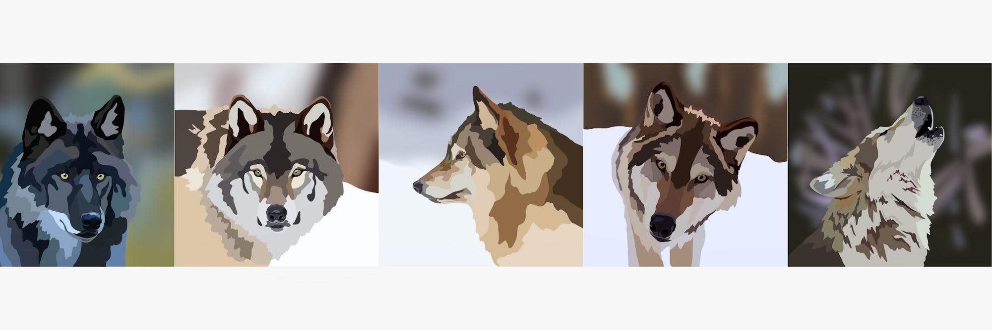 wolf drawing header